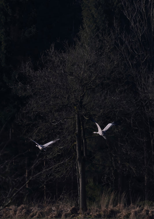 Cranes, ingelijst