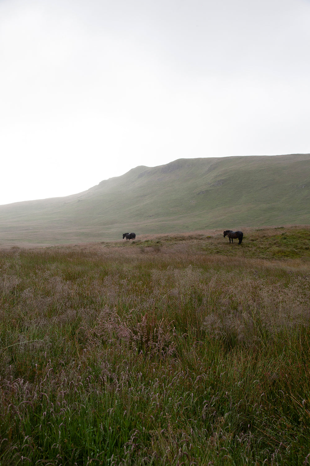 The Fells | Art Print