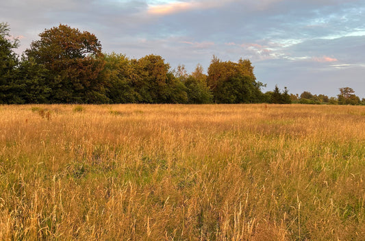Farm Notes #2 - Summer Evenings, Birds and Badgers