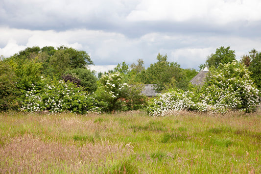 Farm Notes #1 -  Vroeg in juni