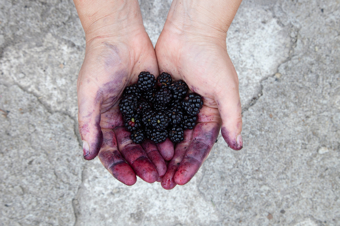 Farm Notes #3 - Blackberries, Elderberries and Rory