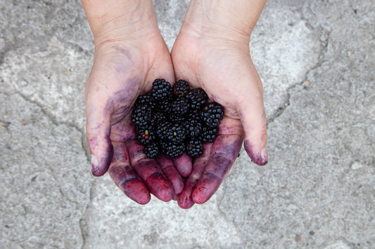 Farm Notes #3 - Blackberries, Elderberries and Rory