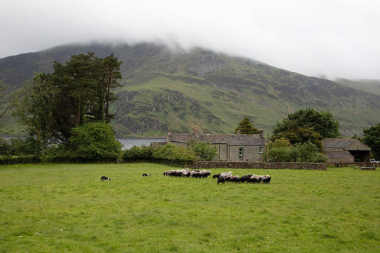 Gathering Sheep