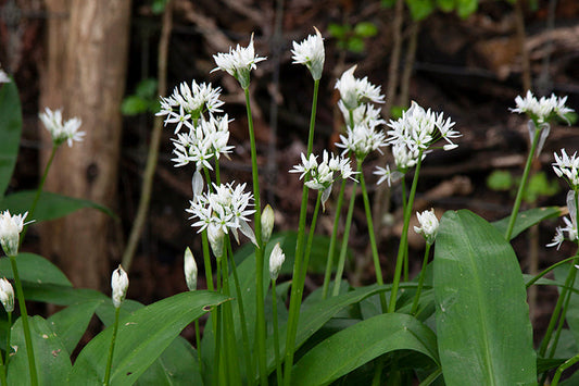Wilde knoflook