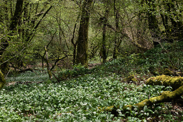 Wild Pesto