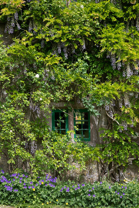 Wisteria | Art Print