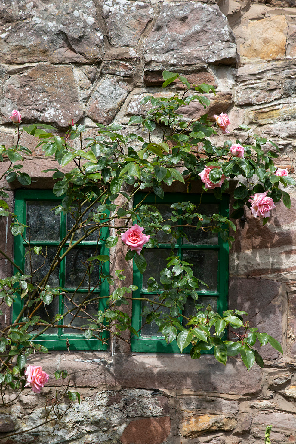 English Rose | Art Print