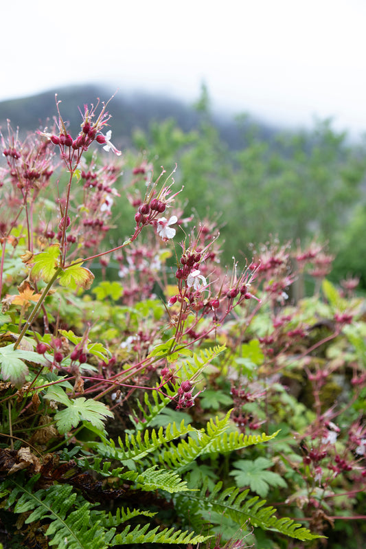 Ingwersen’s Variety, ingelijst