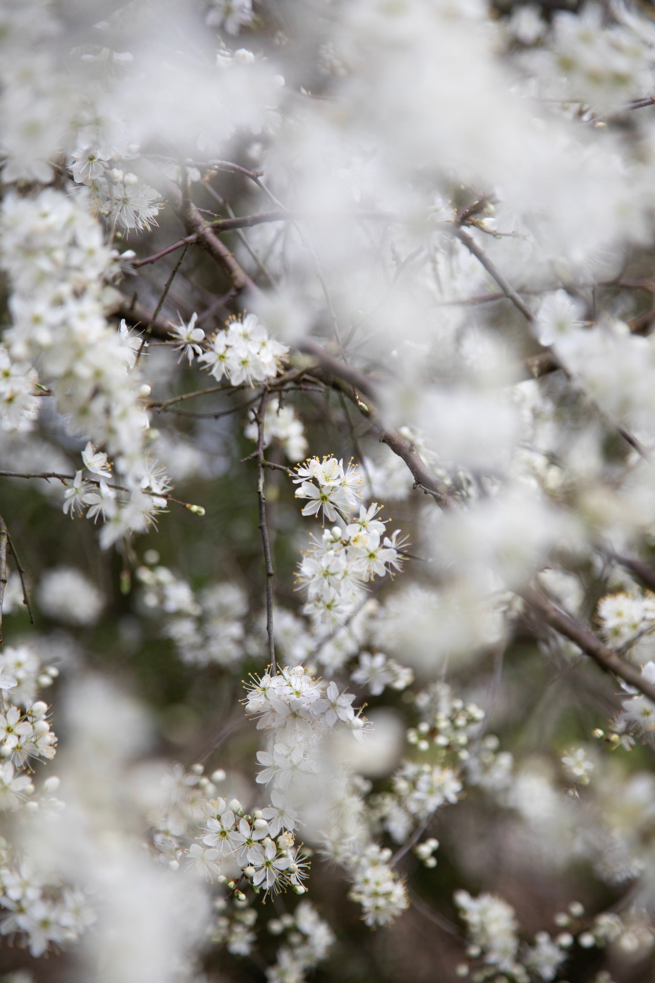 Blackthorn, ingelijst