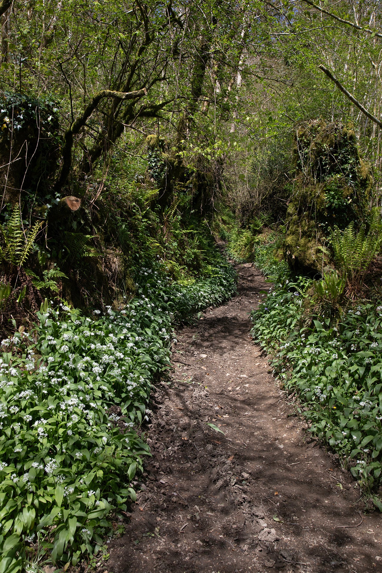 Wild Garlic, ingelijst